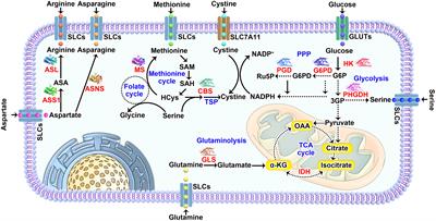 Targeting Nutrient Dependency in Cancer Treatment